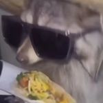 Frank Bob - @frankellelol - Instagram