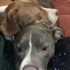 Ceelo, Frank, and Boe Boe - @ceeloandfrank - TikTok