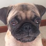 FRANK 🐾 - @frank.bolota - Instagram
