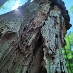 Frank Bonds - @frankbonds29 - Instagram