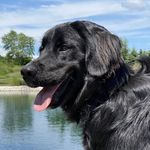 Frank Bonelli - @big.blackdog.photography - Instagram