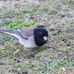 Frank G Bonelli Park/Puddingstone Resevoir - Facebook