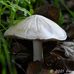 Frank G. Bonelli Regional Park - Facebook