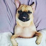 frankpugg - @frank_boringpatrol_ - Instagram