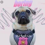 Frank Boring Patroll - @frankpuganeditzz - Instagram