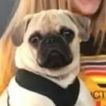 Prince Frank - @frank.boring - Instagram