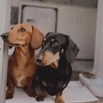 Frank & Boris - @twosausagebrothers - Instagram