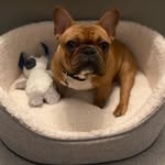 Frank & Boris Frenchie Bros - @frank_boris_the_frenchies - Instagram