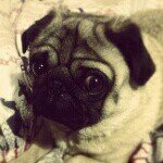 Frank Bourne - @frankthepuggy - Instagram