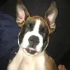 Frank🐶 - @frank.boxer.official - TikTok