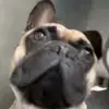 FrankieBox - @frankiebox - TikTok
