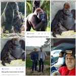 Frank Bracamonte - @gorillabracamonte - Instagram