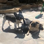 Frank n Francesca and Whiskey n Brandy - @frankdeepugg - Instagram
