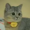 Franklanbrant - @franklanbrant - TikTok