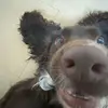 Frank Bridger - @frank.bridger - TikTok