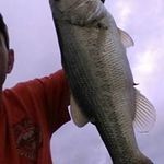 Frank Bridges - @bridges.frank - Instagram