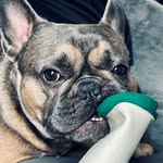 Frank Hayes-Broad - @frankthefrenchie_21 - Instagram