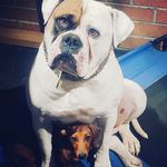 Bronson & Frankie - @bronson_and_frankie - Instagram