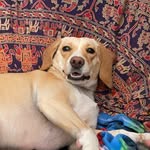 buggie frank (franklin)🧿✨ - @buggiefrank - Instagram