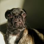 Frank the Bugg - @frankthebugg - Instagram