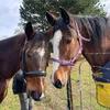 Bundy & Frankie - @bundy__and__frankie - TikTok