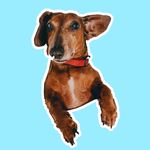 Frank Burris - @thefrankdachshund - Instagram