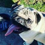 Buster Frank Pena - @buster.frank.the.pug - Instagram