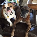 Frank And Buster - @frank_and_buster - Instagram