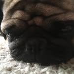 Frank&Buster - @frankandbuster_the_pug - Instagram