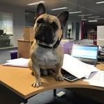 Frank Butt-Woodger - @frank_the_butt_woodger - Instagram