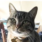 Franklin The Cat - @frankbuttcat - Instagram