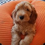 Frank Cable Cockapoo - @frank_cable_cockapoo - Instagram