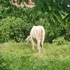 frank_caesar - @frankszx_ - TikTok