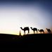 Frank and Friends Camel Dairy - Facebook