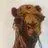 Frank Camel - @frankcamel - TikTok