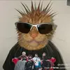 The original camel Franklin - @camelfranklin - TikTok