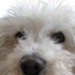 Frank Canada - @icecrush57 - Instagram
