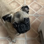 Frank Capote - @frank_the_tank_capote - Instagram