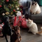 Frank Cato Heimdal - @frankcatoheimdal - Instagram