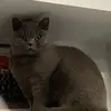 Frank - @frankcatontiktok - TikTok