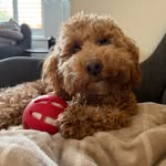 Frank the Cavapoo - @frank.cavapoo_ - Instagram