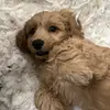 Frank The Cavapoo - @frank.the.cavapoo - TikTok