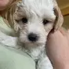 Frank🩵 - @x.frank.the.cavapoo.x - TikTok
