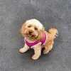 frankiebear_thecavapoo - @frankiebear_thecavapoo - TikTok