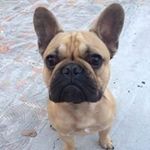 Frank Chamberlain - @chamberlain_frank - Instagram