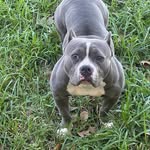 Frank Chatman Sr. - @no_lookingback_bullies - Instagram