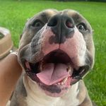 Frank the Tank Chatman - @letsbefrank_thetank - Instagram