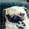 franks_leftbutt_cheek - @franks_leftbutt_cheek - TikTok