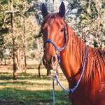 Frank - @my_chestnut_frank - Instagram