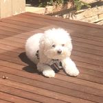 Frank - @frankchiodi - Instagram